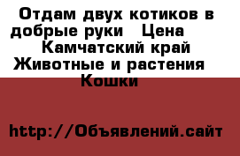 Отдам двух котиков в добрые руки › Цена ­ 3 - Камчатский край Животные и растения » Кошки   